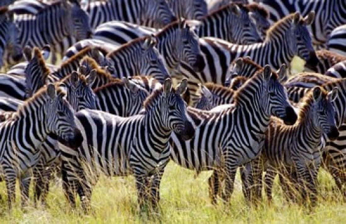 Large herd of Burchells Zebras Masai Mara Game Reserve Kenya Canvas Art - Adam Jones DanitaDelimont (36 x 23)