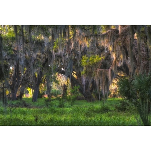 Large oak tree covered with hanging Spanish moss Poster Print by Sheila Haddad