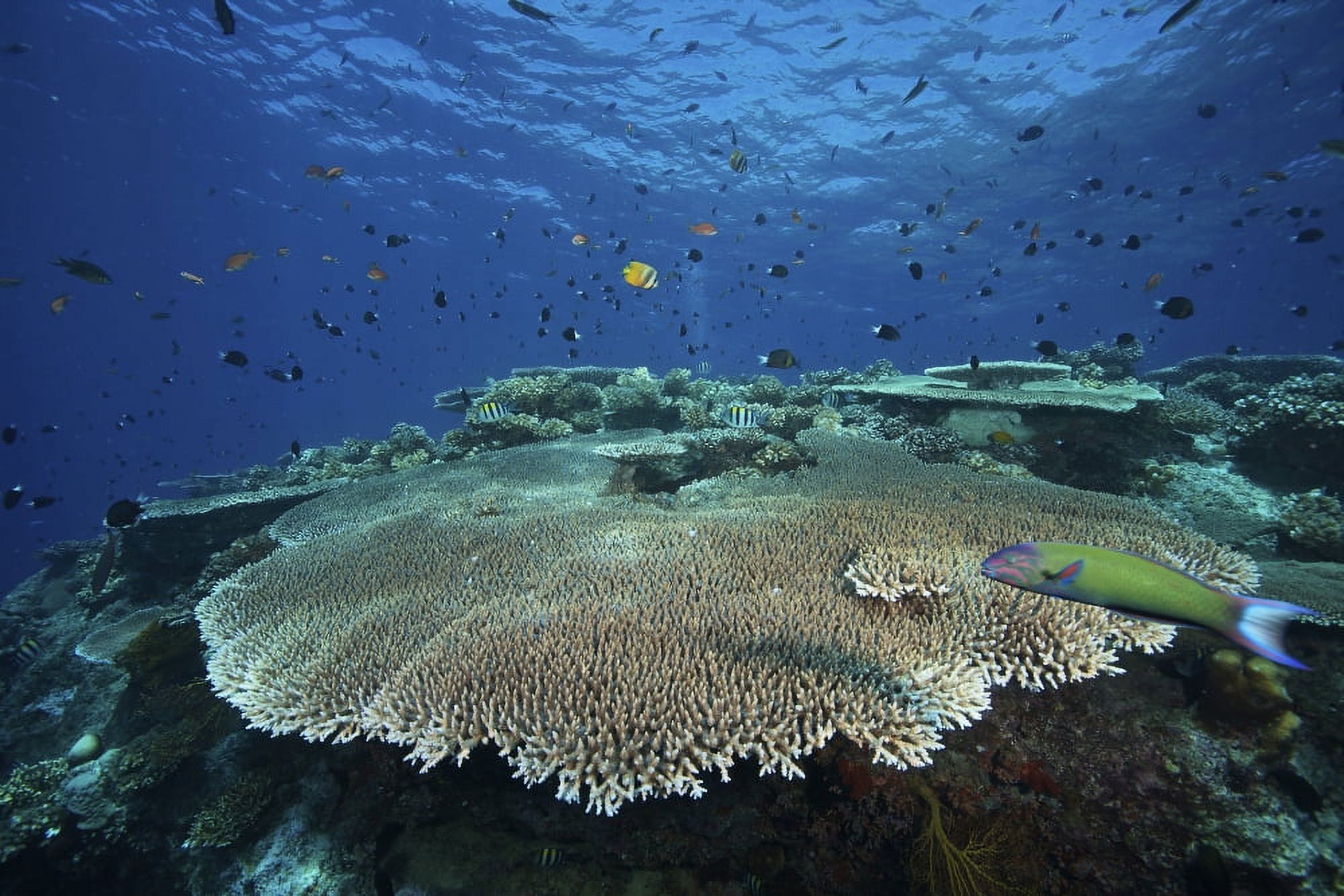 Large plate coral or Acropora pulchra Fiji Canvas Art - Terry MooreStocktrek Images (35 x 23)