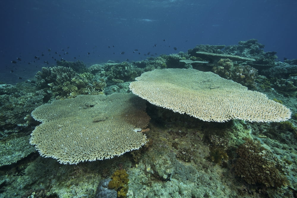 Large plate coral or Acropora pulchra Fiji Canvas Art - Terry MooreStocktrek Images (35 x 23)