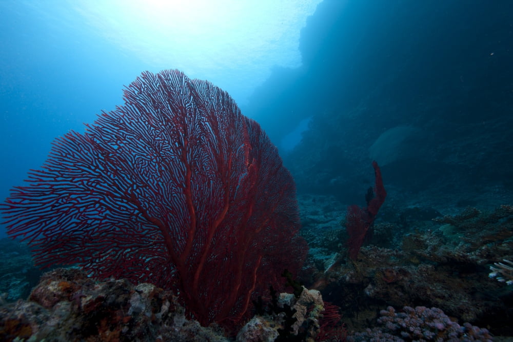 Large red gorgonian sea fan on a Fijian Reef Canvas Art - Terry MooreStocktrek Images (18 x 12)