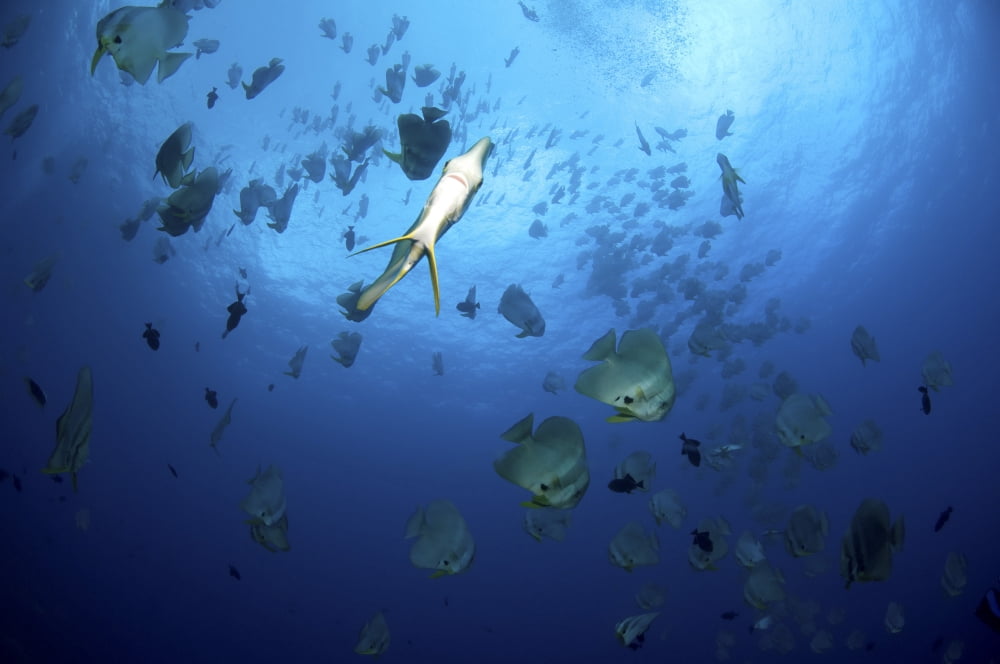 Large school of batfish Christmas Island Australia Canvas Art - Mathieu MeurStocktrek Images (18 x 12)