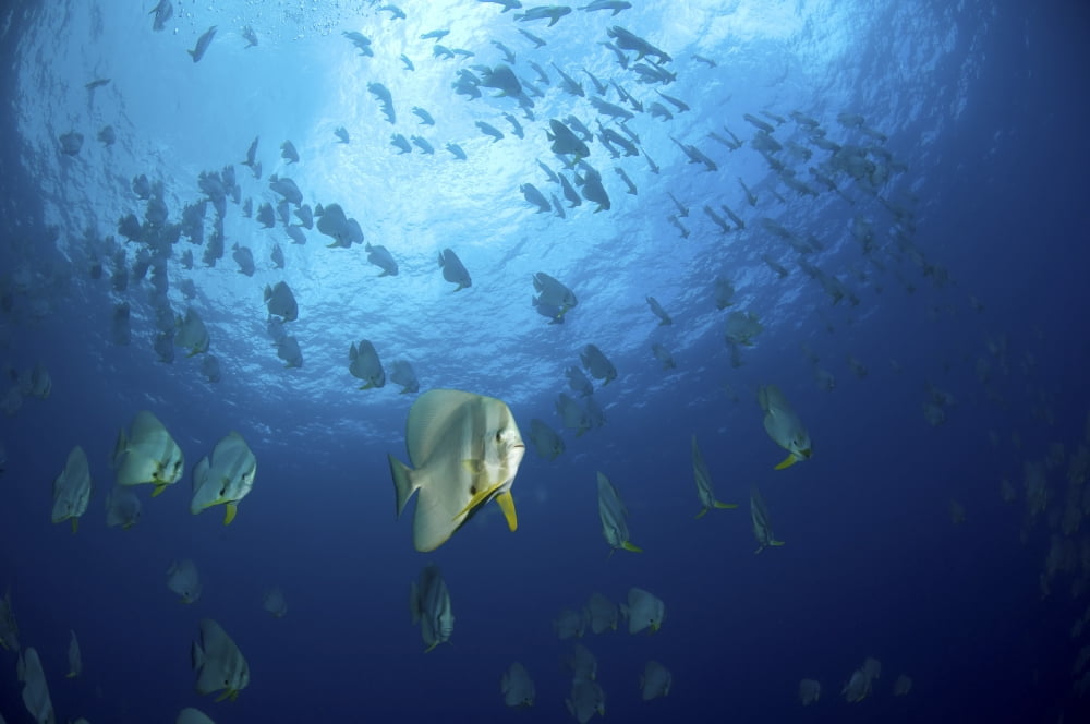 Large school of batfish Christmas Island Australia Canvas Art - Mathieu MeurStocktrek Images (18 x 12)