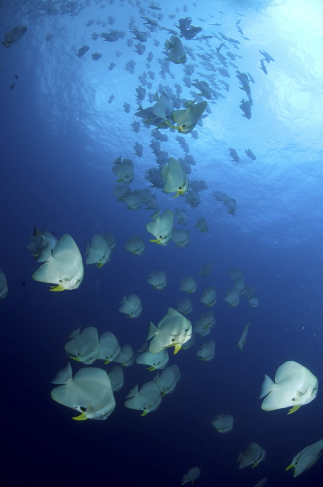 Large school of batfish Christmas Island Australia Canvas Art - Mathieu MeurStocktrek Images (23 x 35)
