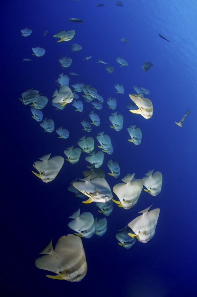 Large school of batfish Christmas Island Australia Canvas Art - Mathieu MeurStocktrek Images (23 x 35)