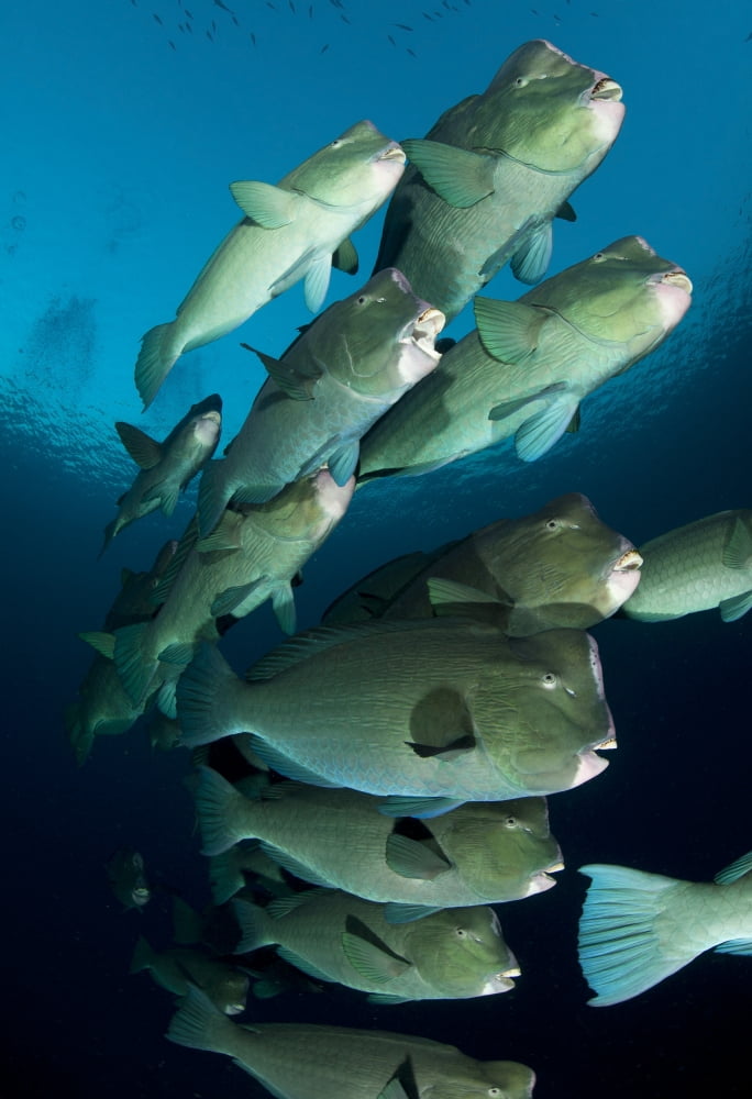 Large school of bumphead parrotfish Bali Indonesia Canvas Art - Steve JonesStocktrek Images (12 x 18)