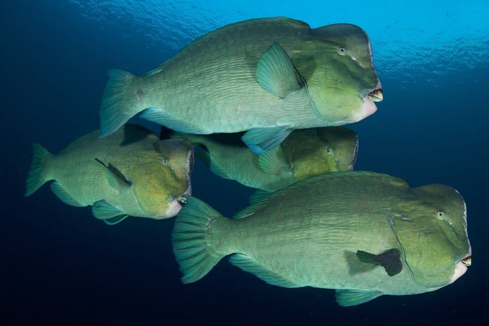 Large school of bumphead parrotfish Bali Indonesia Canvas Art - Steve JonesStocktrek Images (18 x 12)