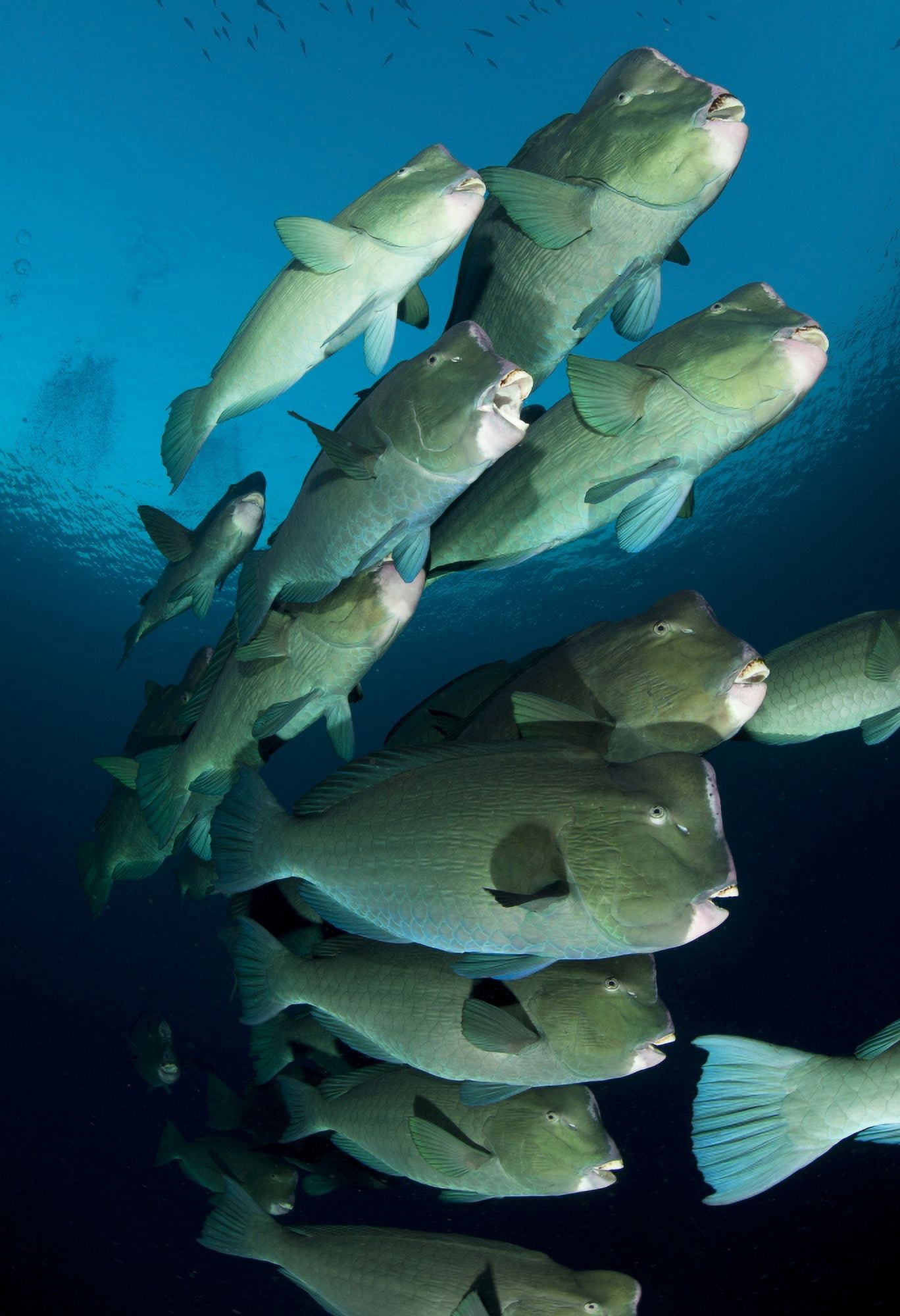 Large school of bumphead parrotfish Bali Indonesia Canvas Art - Steve JonesStocktrek Images (24 x 35)