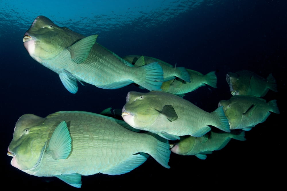 Large school of bumphead parrotfish Bali Indonesia Canvas Art - Steve JonesStocktrek Images (35 x 23)