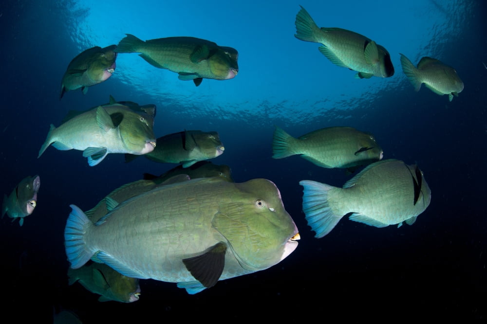 Large school of bumphead parrotfish Bali Indonesia Canvas Art - Steve JonesStocktrek Images (35 x 23)
