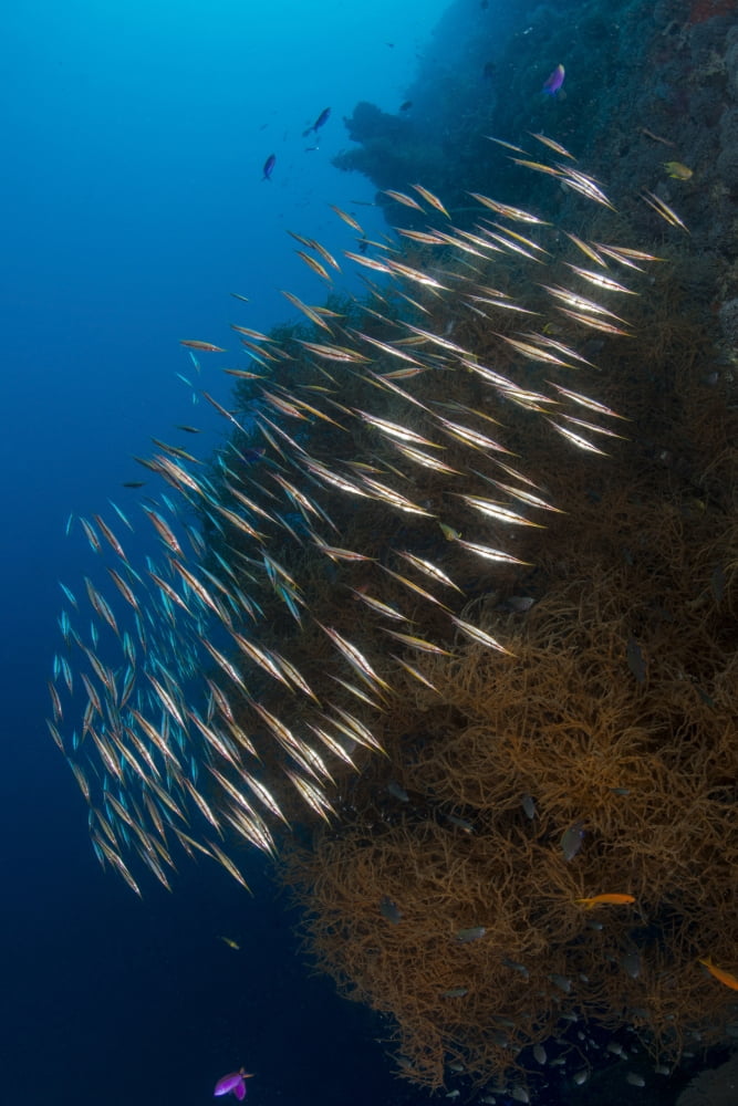 Large school of razorfish swimming over black coral bush Canvas Art - Mathieu MeurStocktrek Images (23 x 34)