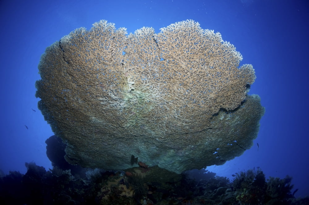 Large staghorn coral Christmas Island Australia Canvas Art - Mathieu MeurStocktrek Images (18 x 12)