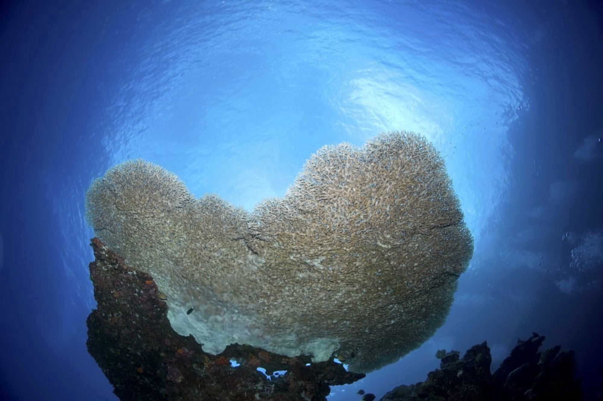 Large staghorn coral Christmas Island Australia Canvas Art - Mathieu MeurStocktrek Images (35 x 23)