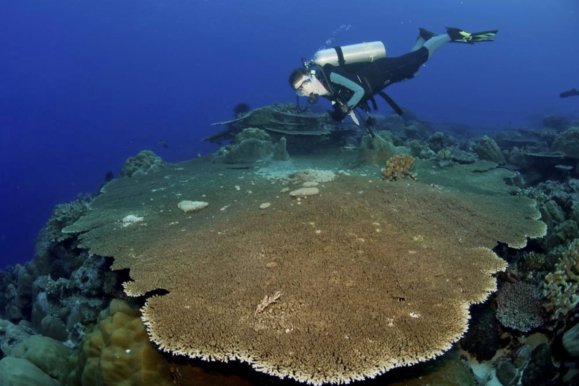 Large staghorn coral and scuba diver Christmas Island Australia Canvas Art - Mathieu MeurStocktrek Images (18 x 12)