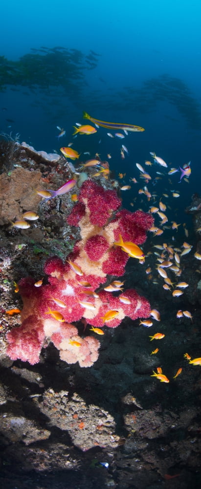 Large thistle soft coral grows out from under a rocky ledge and is surrounded by small colorful reef fish Sodwana Bay South Africa Canvas Art - Panoramic Images (27 x 9)