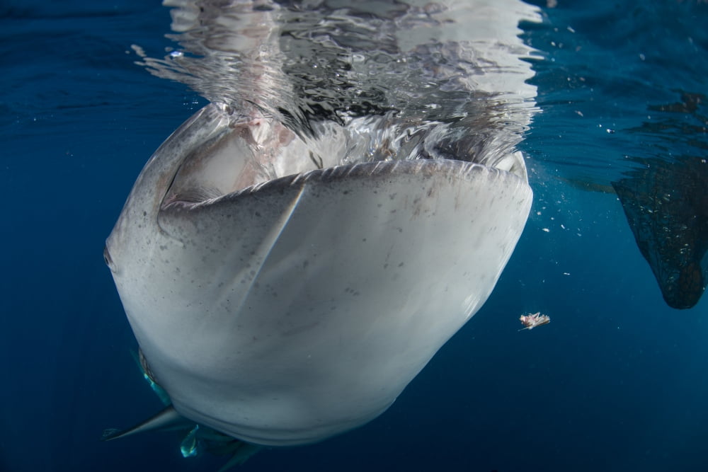 Large whale shark coming up to siphon water from fishing nets Canvas Art - Mathieu MeurStocktrek Images (17 x 12)