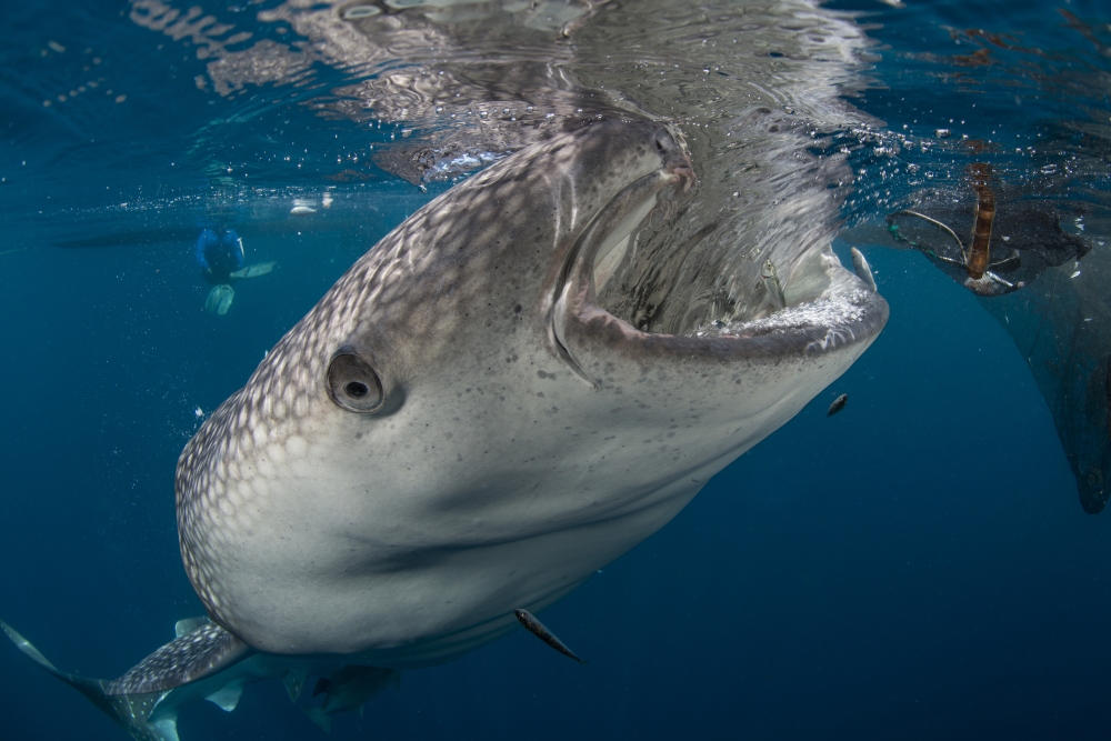 Large whale shark coming up to siphon water from fishing nets Canvas Art - Mathieu MeurStocktrek Images (17 x 12)