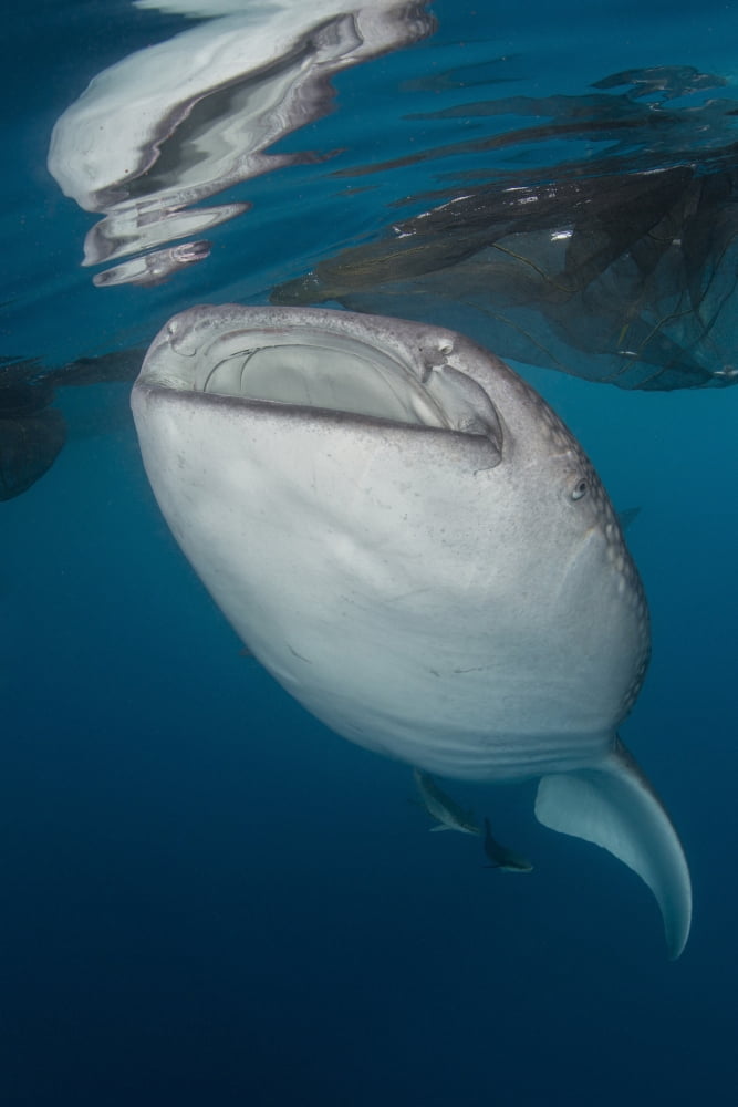 Large whale shark coming up to siphon water from fishing nets Canvas Art - Mathieu MeurStocktrek Images (23 x 34)