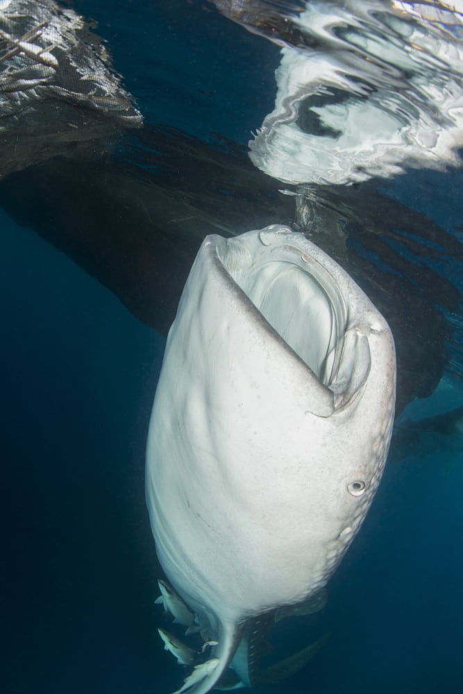 Large whale shark coming up to siphon water from fishing nets Canvas Art - Mathieu MeurStocktrek Images (23 x 34)