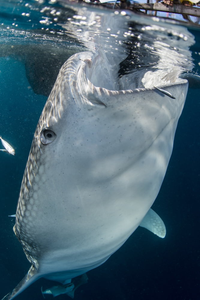Large whale shark coming up to siphon water from fishing nets Canvas Art - Mathieu MeurStocktrek Images (23 x 34)