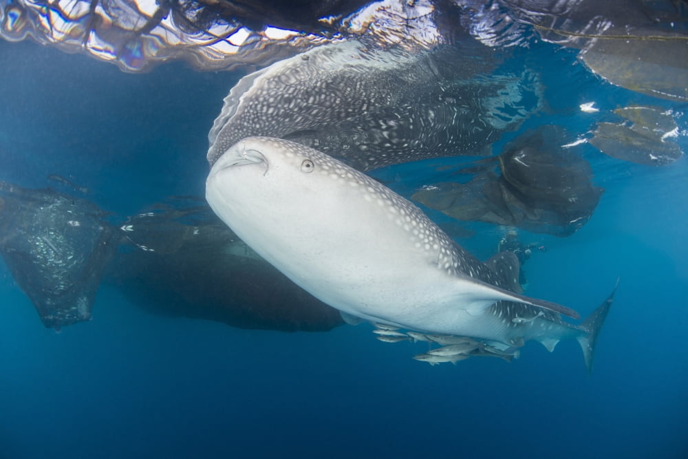 Large whale shark coming up to siphon water from fishing nets Canvas Art - Mathieu MeurStocktrek Images (34 x 23)