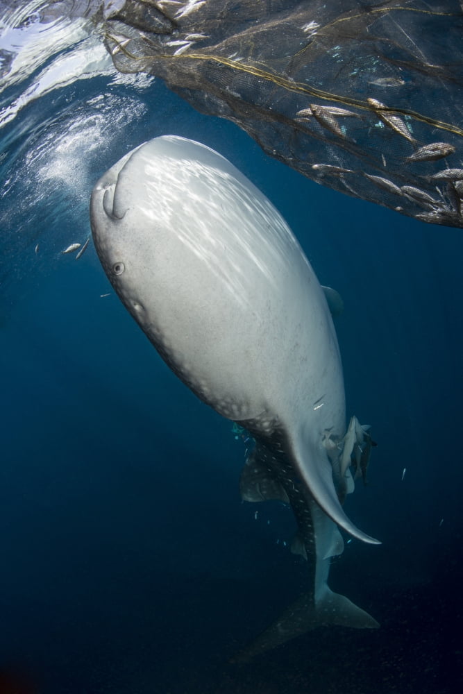 Large whale shark coming up to siphon water from the surface Canvas Art - Mathieu MeurStocktrek Images (12 x 17)