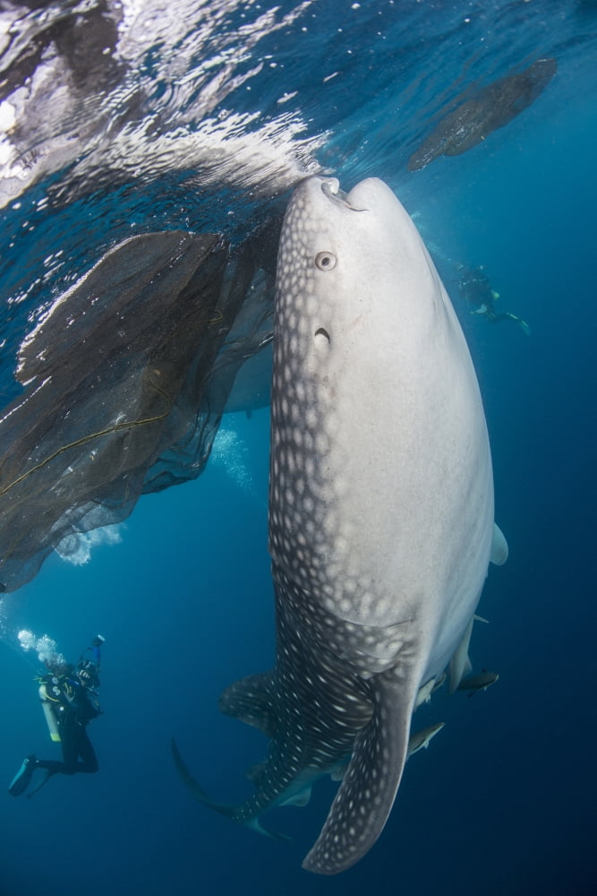Large whale shark coming up to siphon water from the surface Canvas Art - Mathieu MeurStocktrek Images (23 x 34)