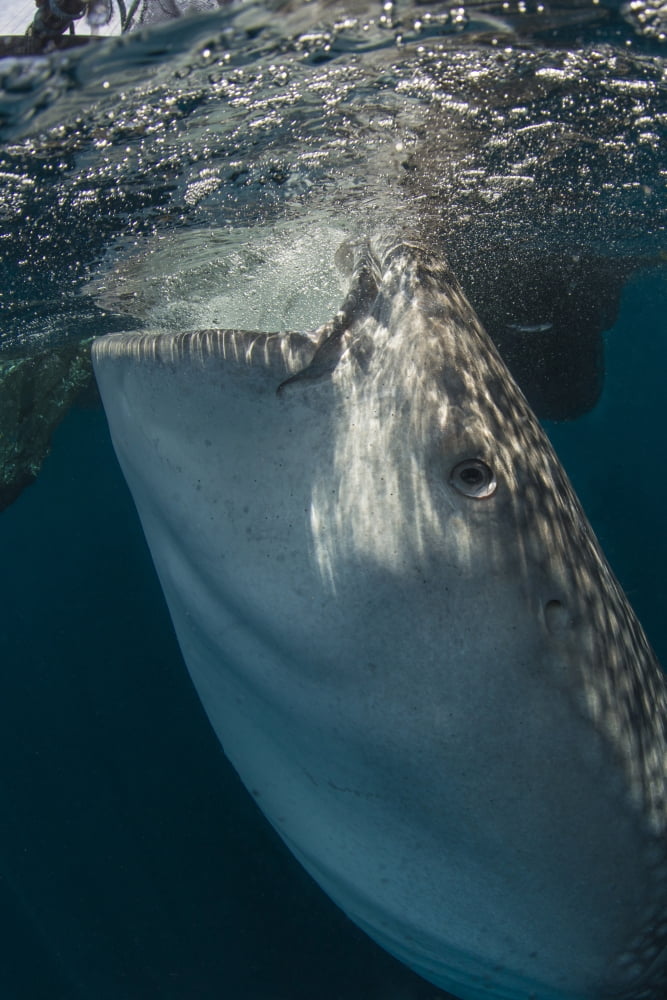 Large whale shark siphoning water from the surface West Papua Indonesia Canvas Art - Mathieu MeurStocktrek Images (12 x 17)