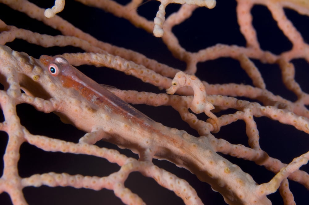 Large whip goby and pygmy seahorse on sea fan Papua New Guinea Canvas Art - Steve JonesStocktrek Images (18 x 12)
