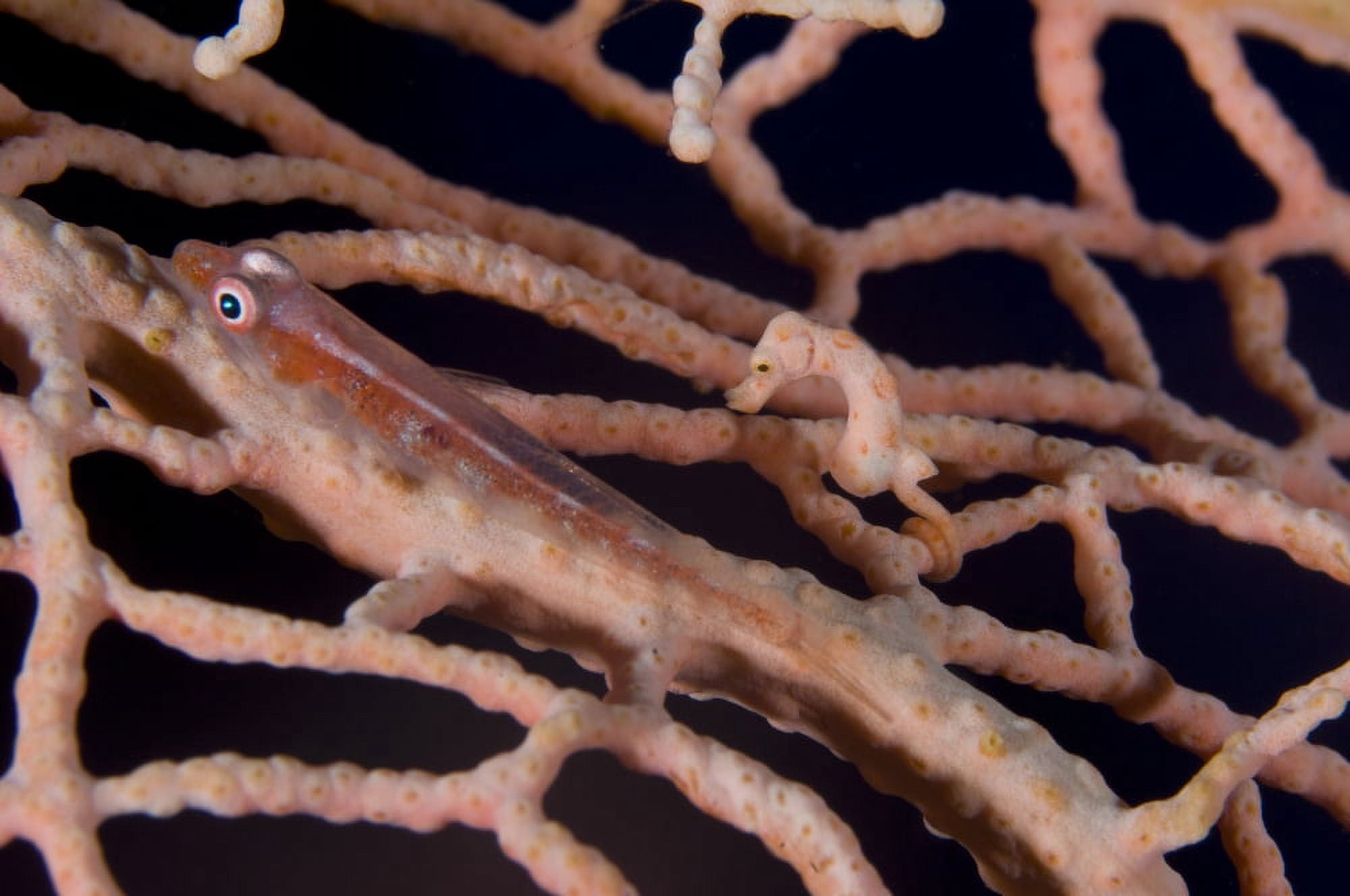 Large whip goby and pygmy seahorse on sea fan Papua New Guinea Canvas Art - Steve JonesStocktrek Images (35 x 23)
