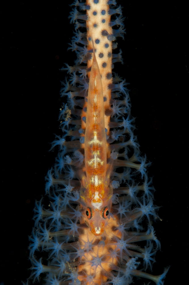 Large whip goby on orange and blue whip coral Bali Canvas Art - Steve JonesStocktrek Images (12 x 18)