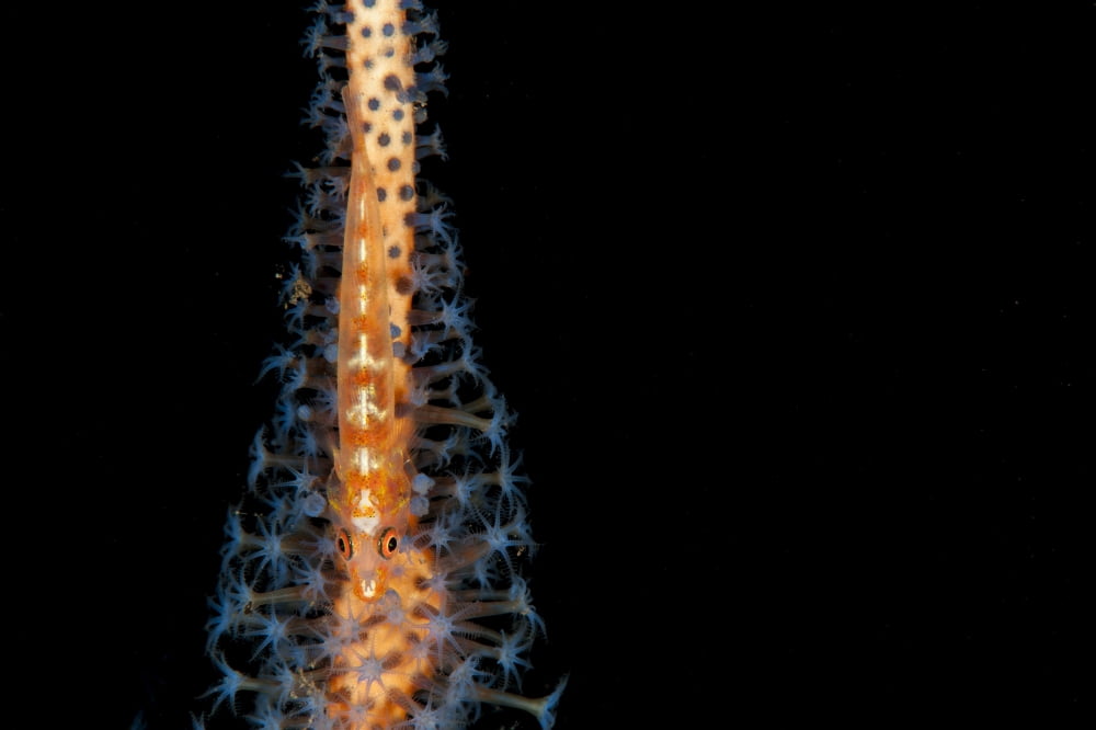 Large whip goby on orange and blue whip coral Bali Canvas Art - Steve JonesStocktrek Images (18 x 12)