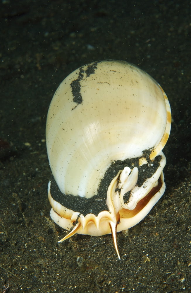 Large white seashell hunting on black sand at night North Sulawesi Canvas Art - Mathieu MeurStocktrek Images (12 x 18)