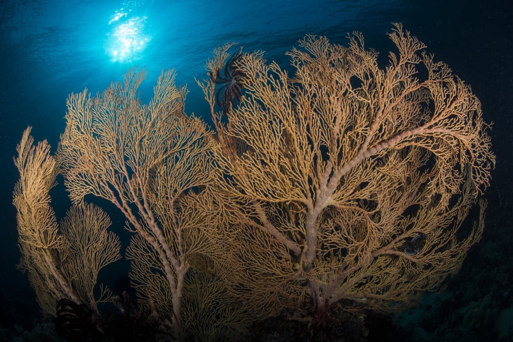 Large yellow brown gorgonian sea fan profiled against sunburst Canvas Art - Mathieu MeurStocktrek Images (17 x 12)