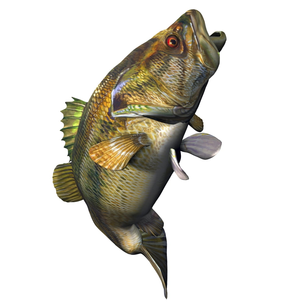 Largemouth Bass Canvas Art - Corey FordStocktrek Images (29 x 29)