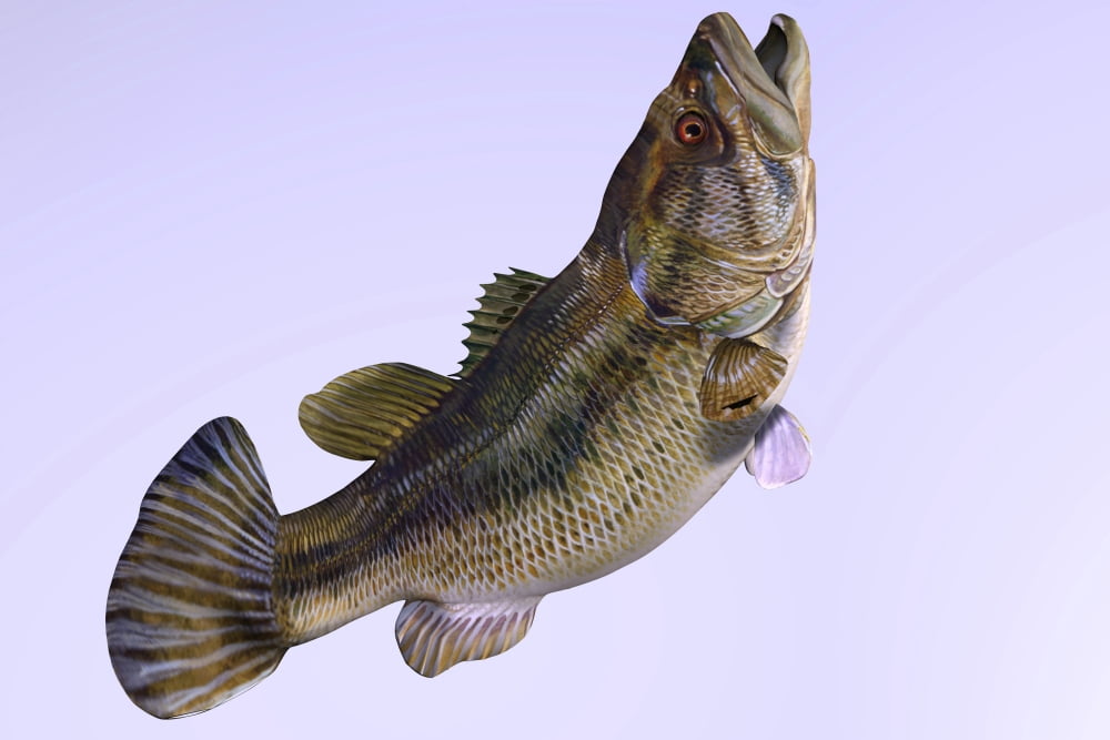 Largemouth Bass Canvas Art - Corey FordStocktrek Images (35 x 24)