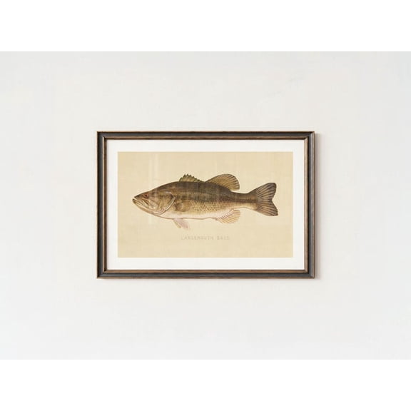 Largemouth Bass Vintage Scientific Fish Illustration Poster - 8x12 - UNFRAMED
