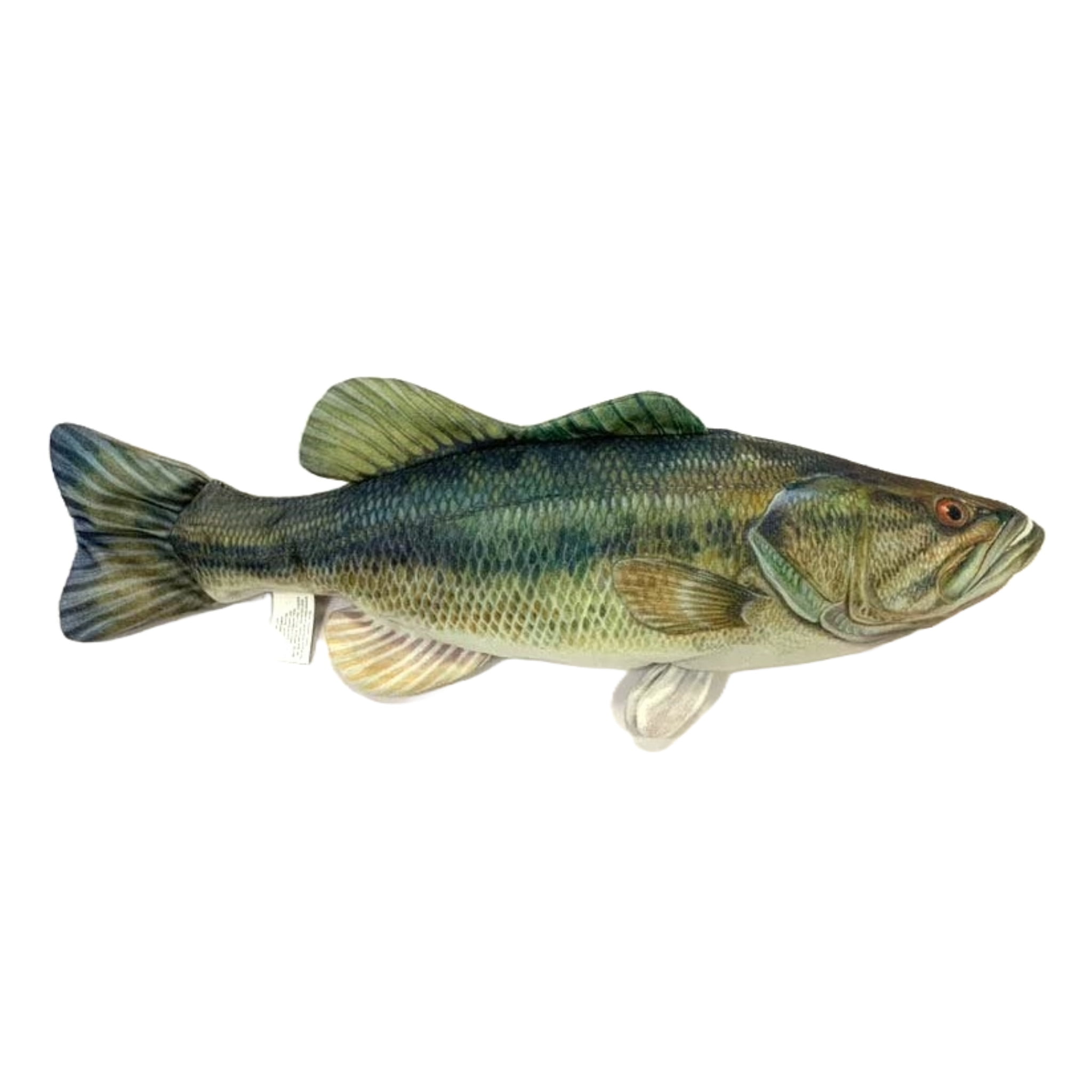 Largemouth Bass