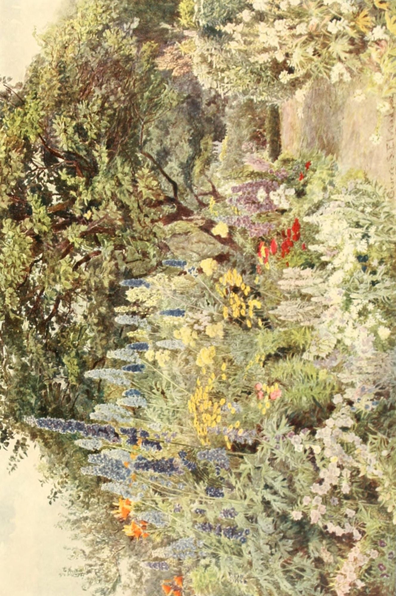 Larkspur Canvas Art - George S Elgood (24 x 36)