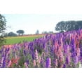 thumbnail image 1 of Larkspur, Giant Imperial 100 Seeds Newly Harvested, a Great Cut Flower, 1 of 1