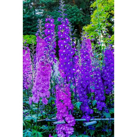CZ Grain Stunning Rocket Larkspur Wildflowers Plant Seeds