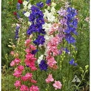 Larkspur Seed, 200+ Seeds, Giant Imperial Mix, Striking Mixed Colors