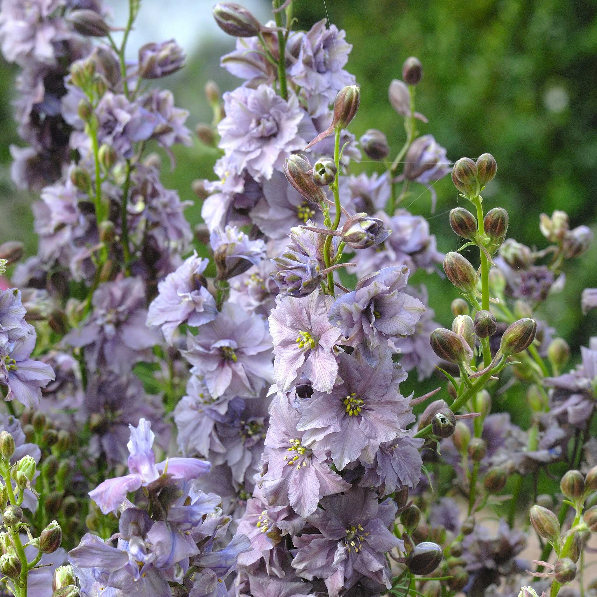 Larkspur Seeds Misty Lavender Packet Purple Flower Seeds, Open