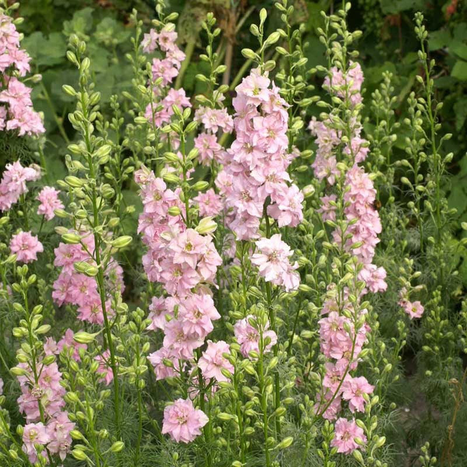 Larkspur Seeds - QIS Light Pink - Packet - Pink Flower Seeds, Open ...