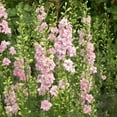 Larkspur Seeds QIS Light Pink Packet Pink Flower Seeds, Open