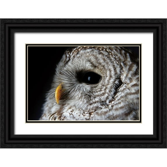 Larson, Nathan 32x23 Black Ornate Wood Framed with Double Matting Museum Art Print Titled - Barred Owl Portrait