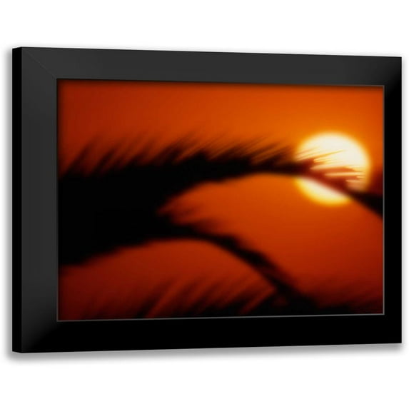 Larson, Scott 24x20 Black Modern Framed Museum Art Print Titled - Palm Sunset I