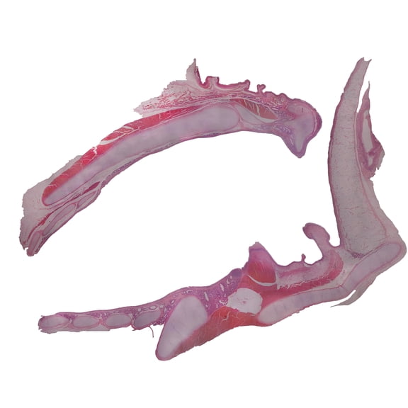 Larynx, Cat; Cross Section; H&E Stain by Go Science Crazy