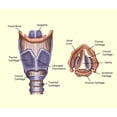 thumbnail image 1 of Larynx Poster Print by Spencer Sutton/Science Source (24 x 18), 1 of 3