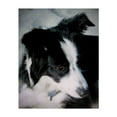 thumbnail image 1 of Lass True Companion - Neskowin Oregon Photography Dog Animal Portrait Black and White Wildlife Nature Unframed Wall Art Print 12 x 16 inches, 1 of 13